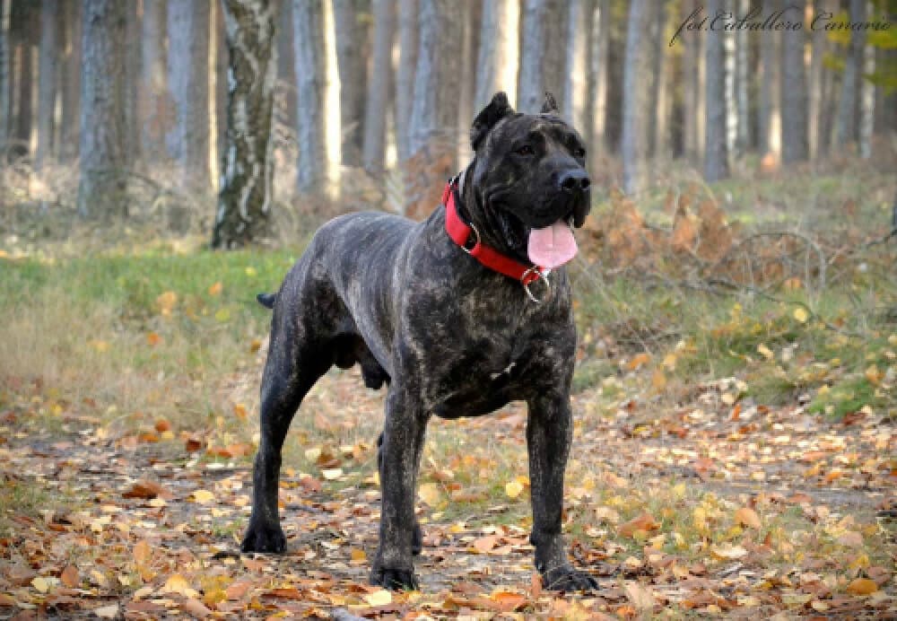 KORADO CABALLERO CANARIO 1