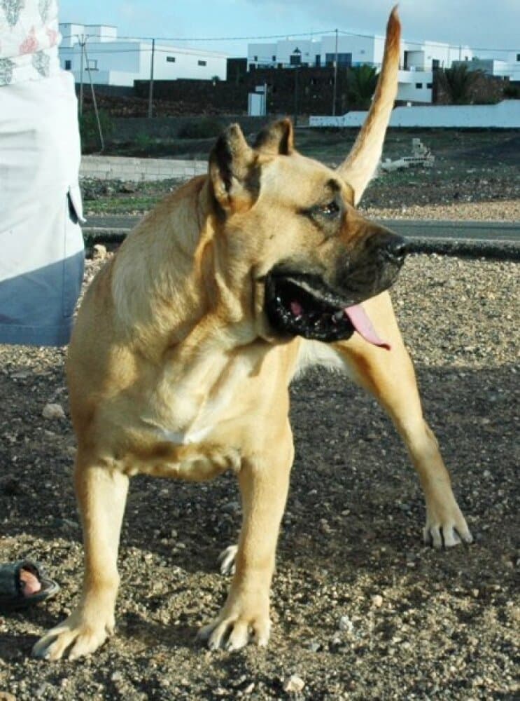 AGORA DEL ISLOTE 1