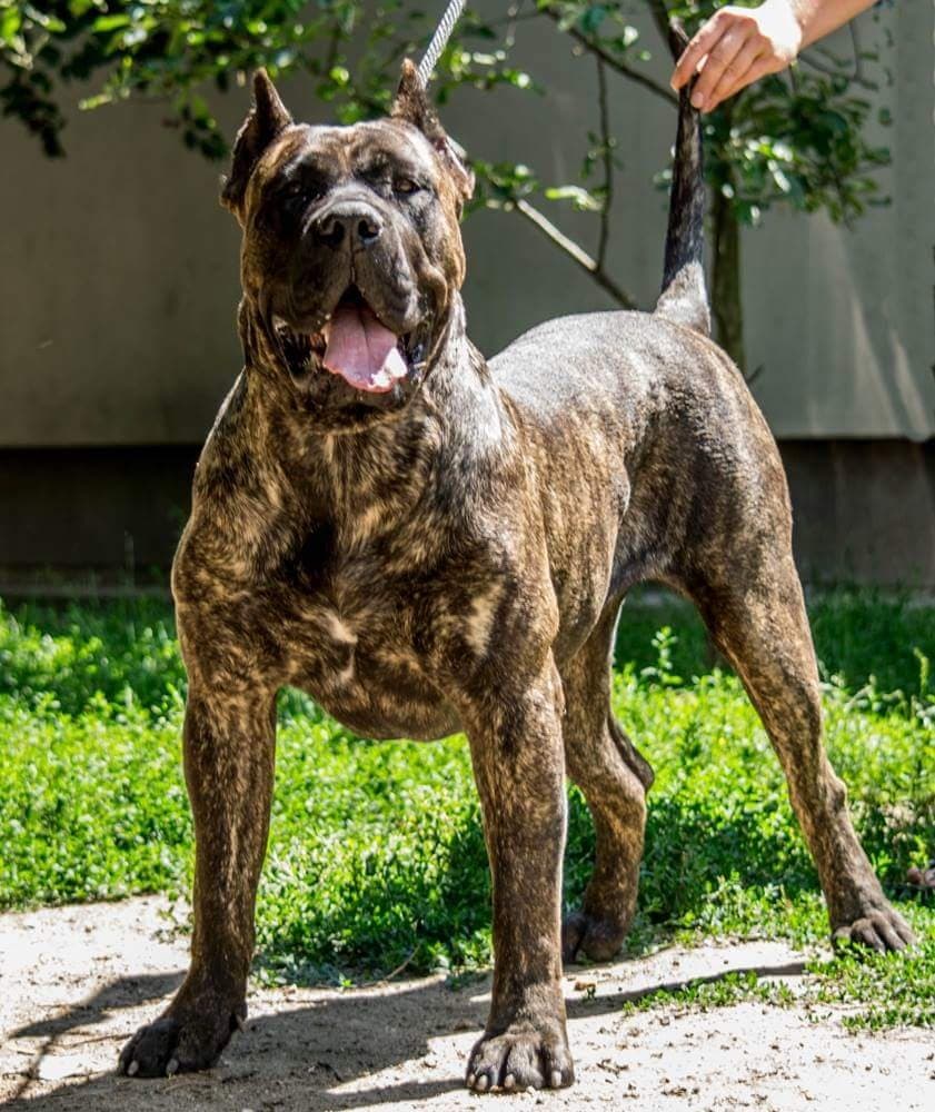 CLEOPATRA DE TIERRA GRANCAN 1