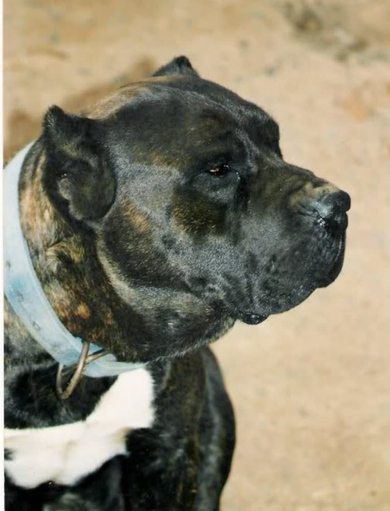 KURDO DE MAXORATA 1