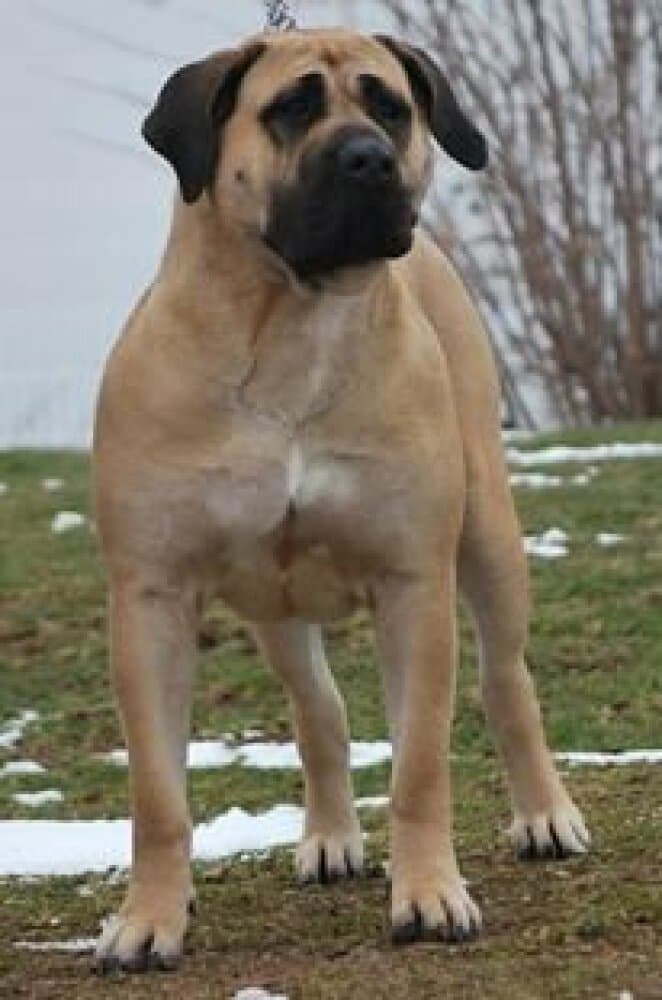 F'NALA DE ROYAL PRESA 1
