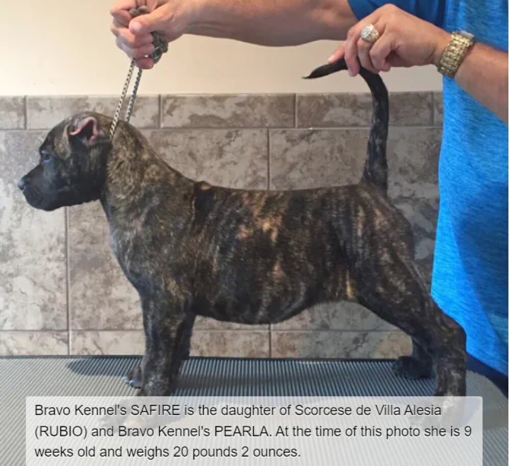 BRAVO KENNEL'S SAFIRE 1