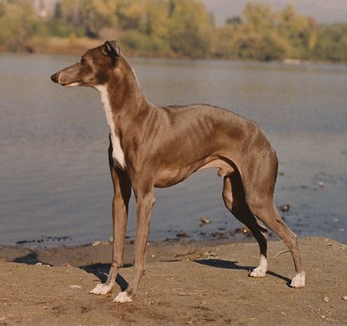 Pikop's Cerulean Mystique 1