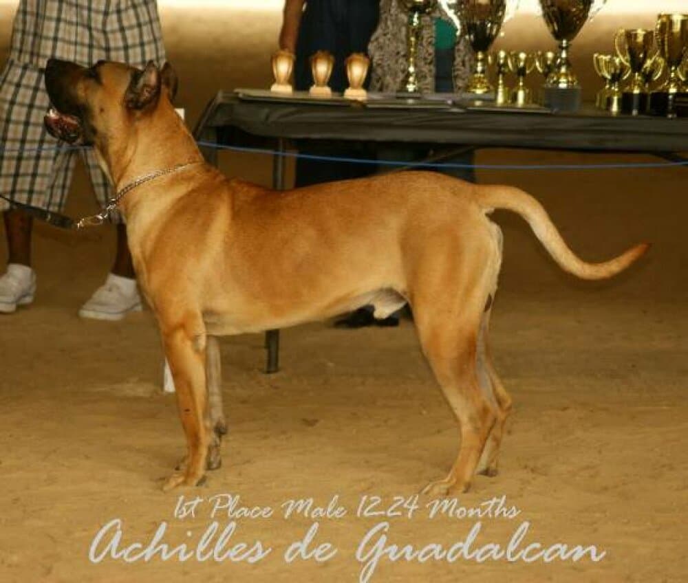 ACHILLES DE GUADALCAN 1