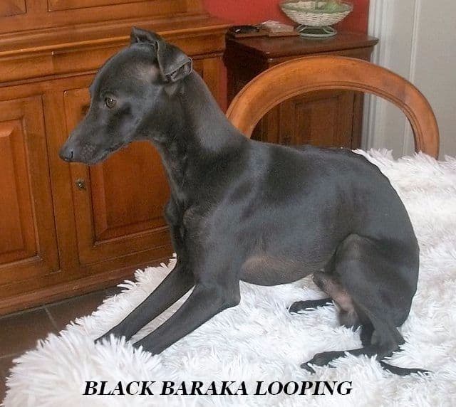 Black Baraka Looping 1