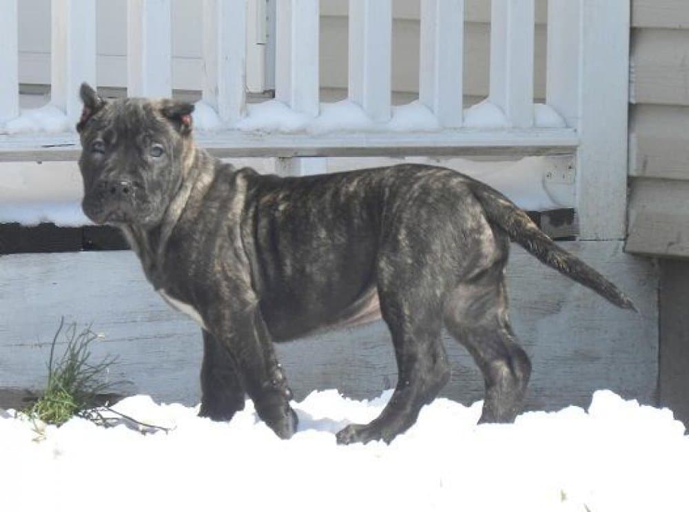 MID AMERICA K-9 DOLL 1