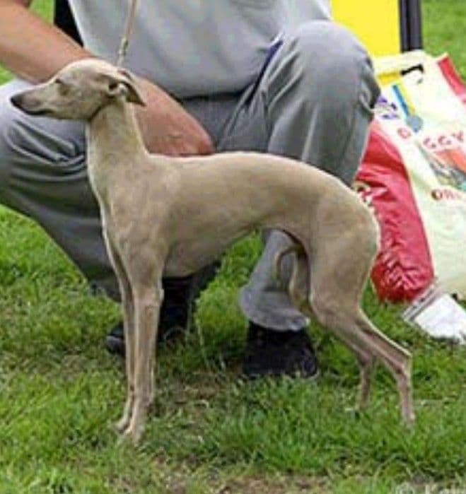 Dogcastle's Amaze-Me 1