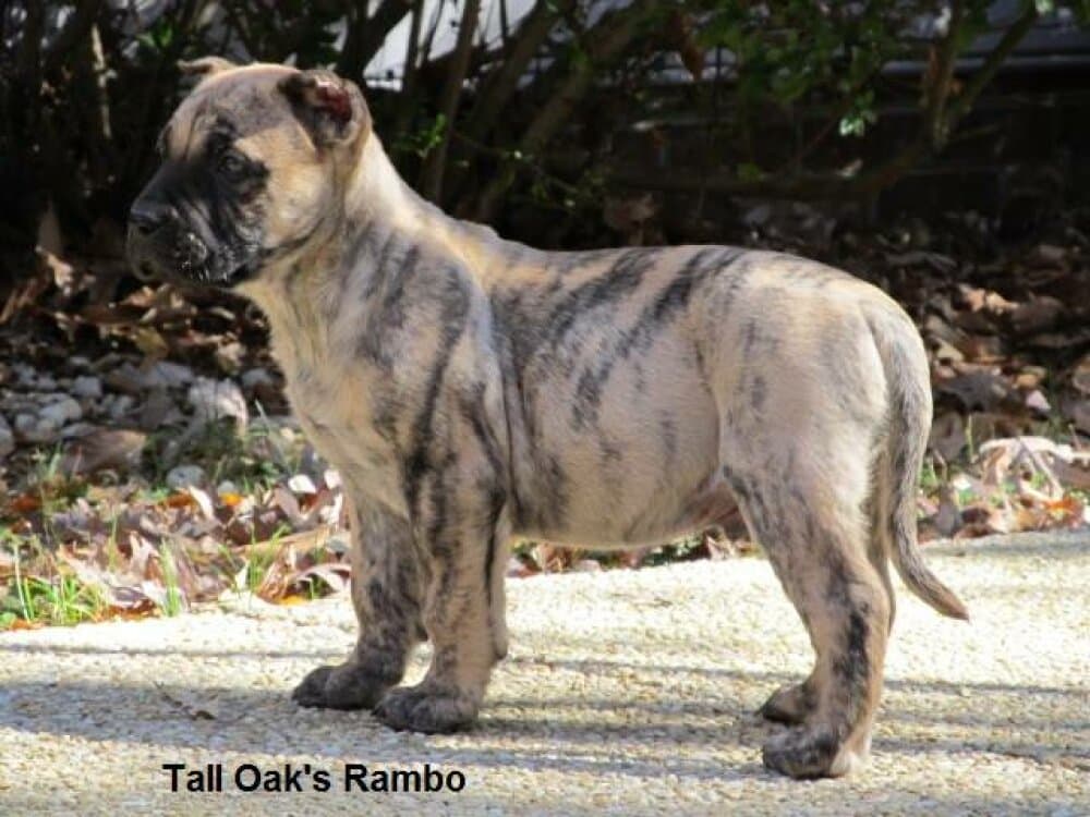 RAMBO OF TALL OAKS 1