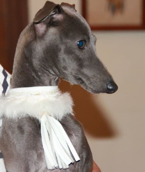 Java Bleue Des Princes De Kazan 1