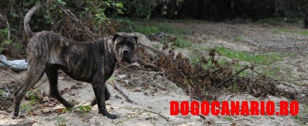 BOSS BULL CANARIO LEONIDAS 1