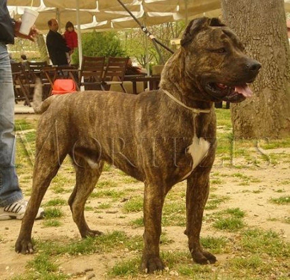MAXIMOS DI DRAGO CANARIO (FIDEL) 1