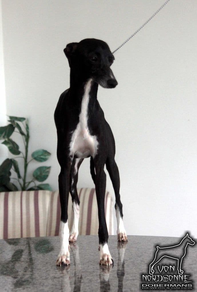 Galgos Tapajós Konno Do BR Reino 1