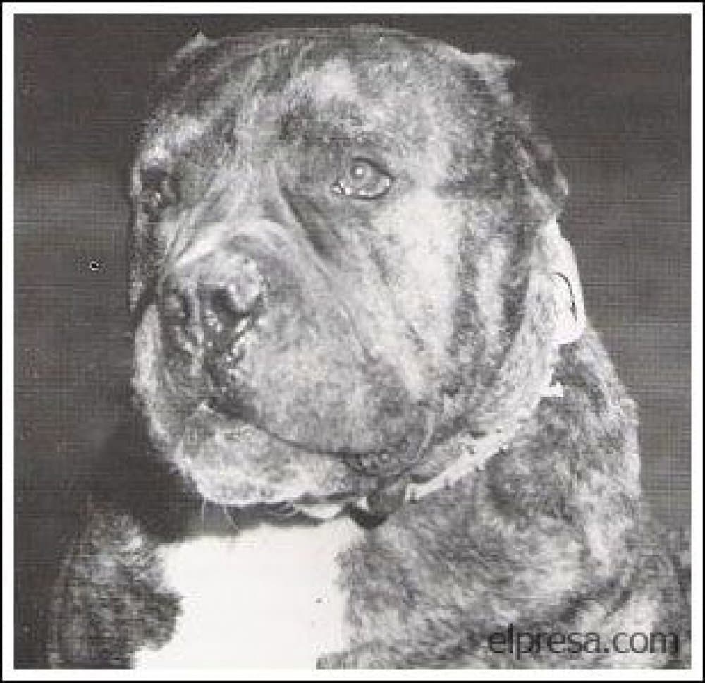BULL DE ATLAS ASIO