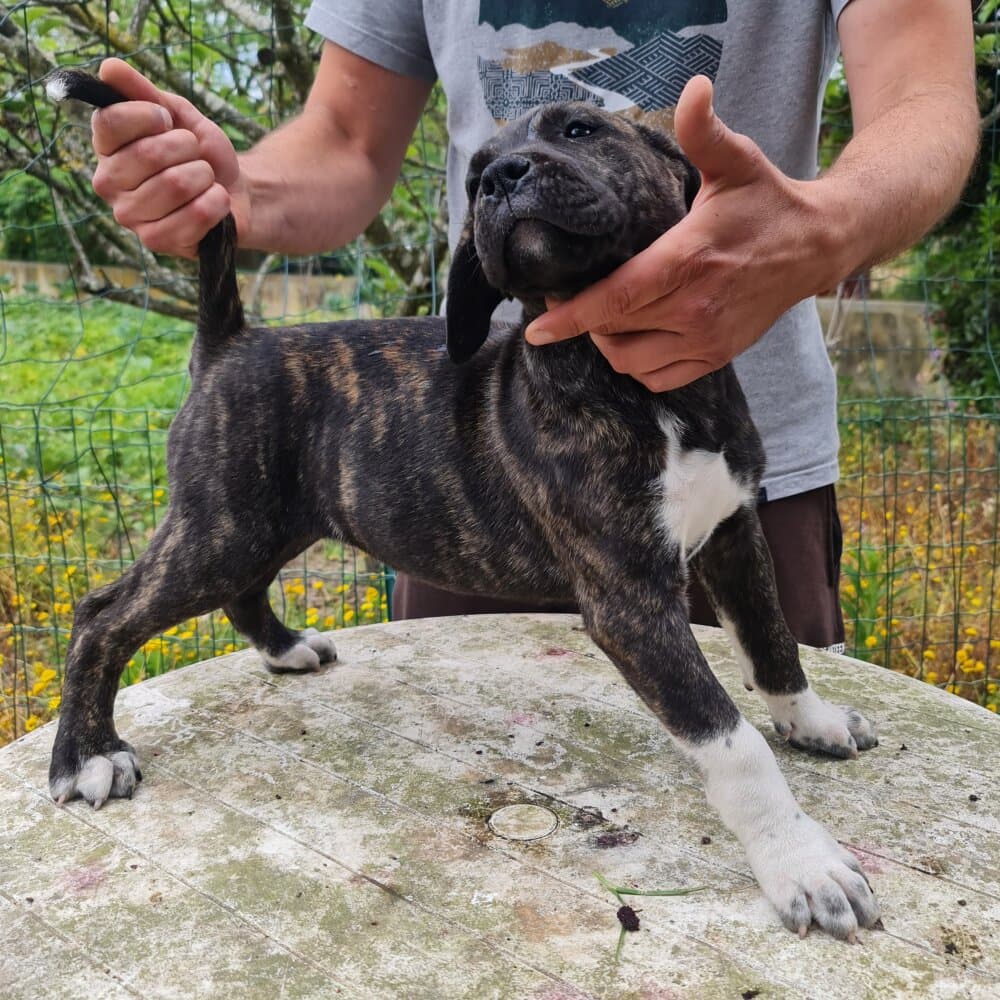 ZEUS 1