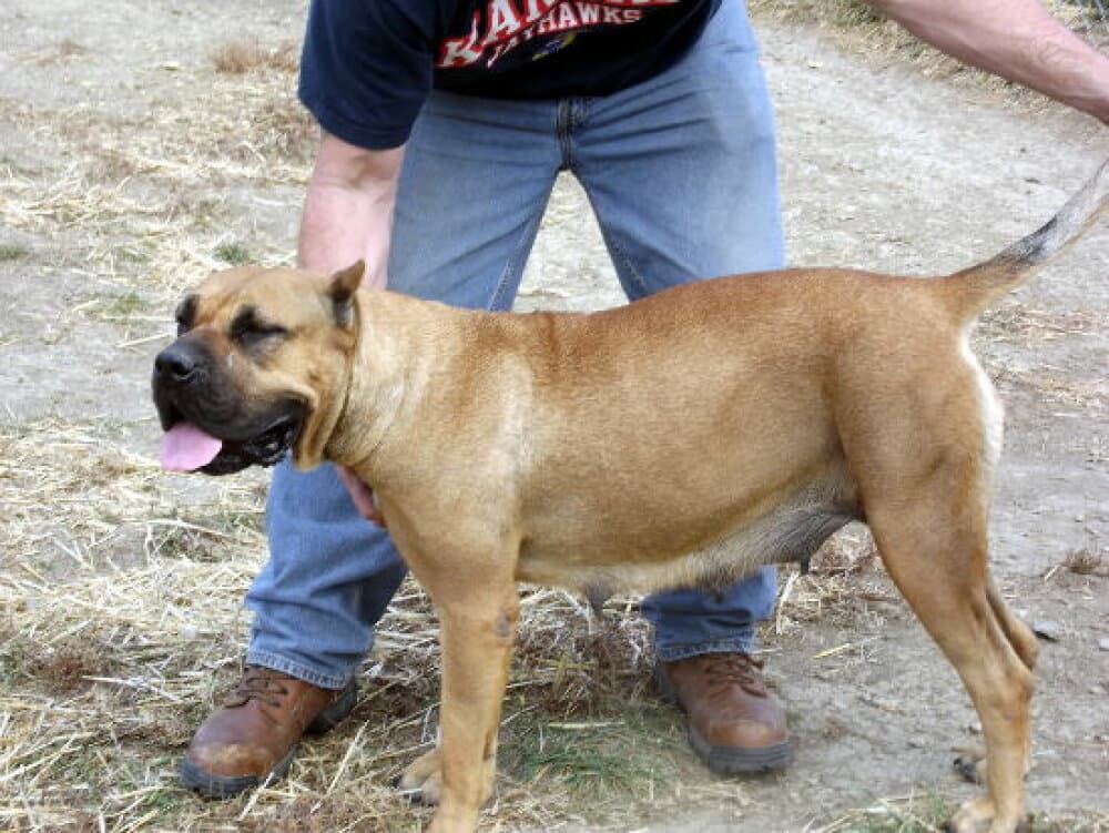MID AMERICA K-9 MIA 1