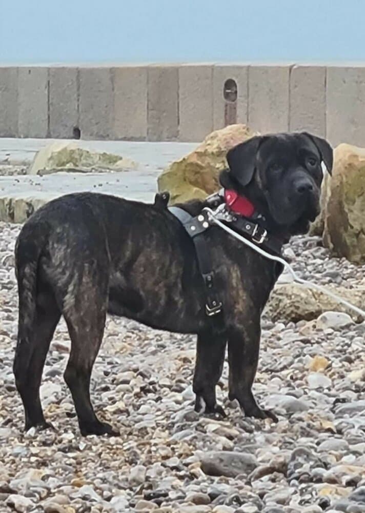 PEETA DE LA HUELLA DEL PRESA CANARIO 1