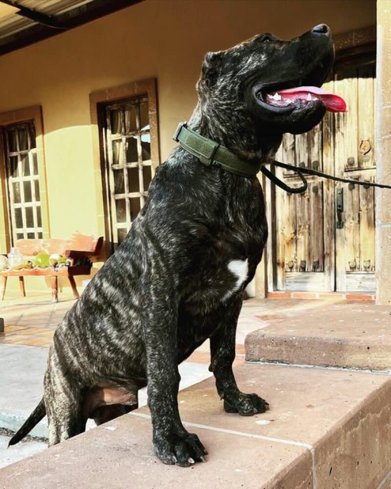 BEAR DE BIG BOI KENNELS 1