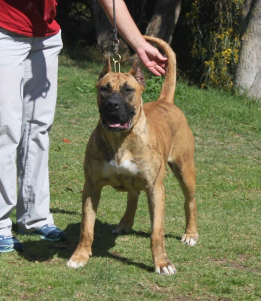 SHEYLA DE LA ISLA DE LOS VOLCANES 1