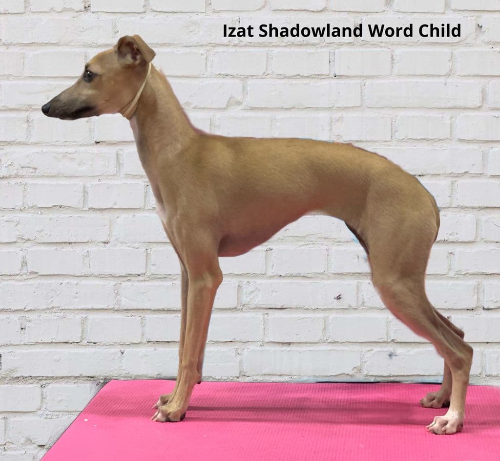 Izat Shadowland Word Child 1