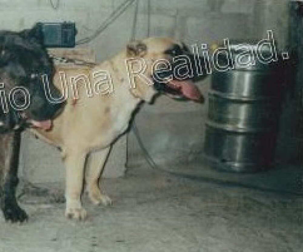 PERRA AMARILLA 1