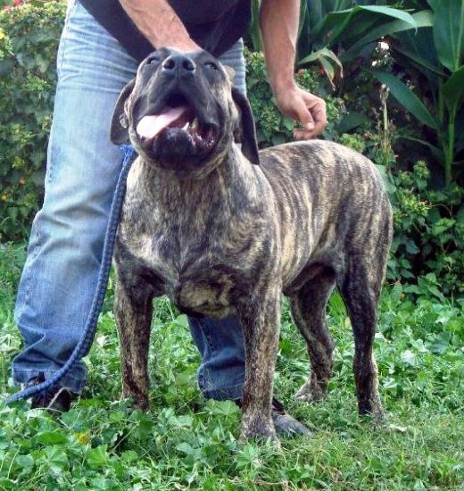 LOPEZ DI DRAGO CANARIO 1
