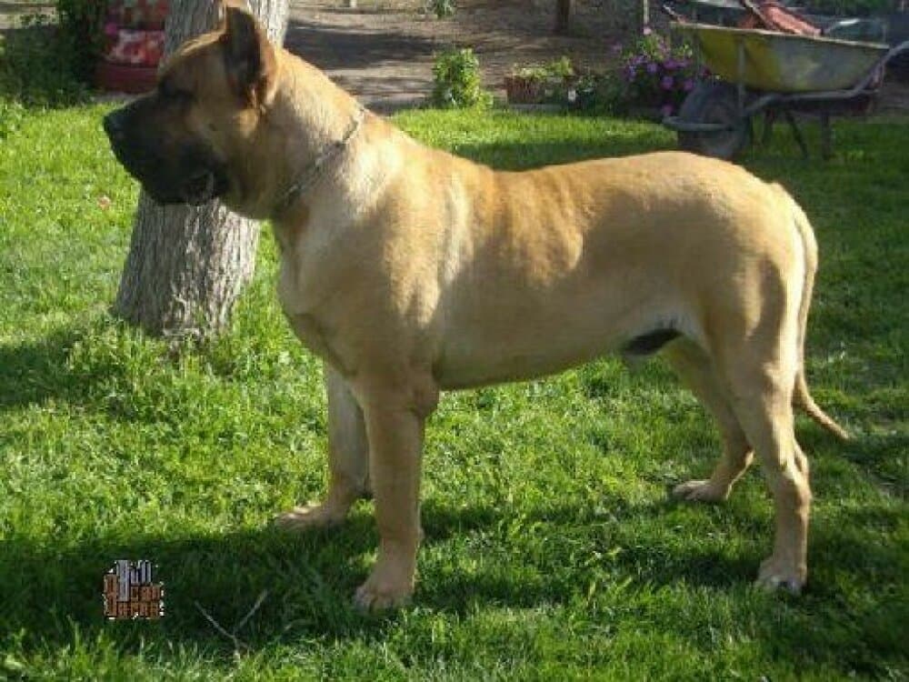 NIVOR DE BARNACAN BULL 1