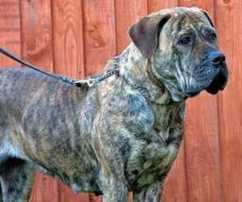THORNEY ROGUE'S AISHA 1