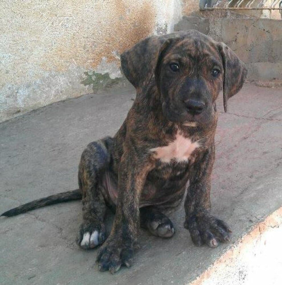 ESCORPIO DE PERRO DE LA TIERRA 1