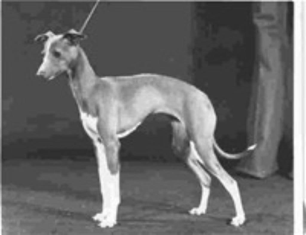 Tamoretta Tailormade 1