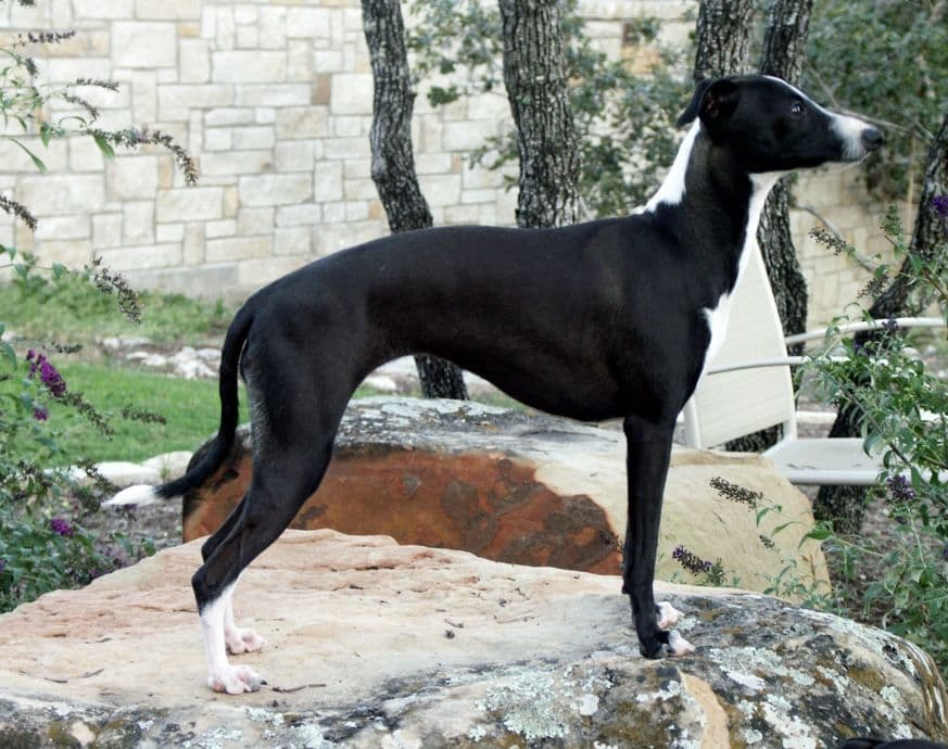 Fiore's Spirit Of Texas 1