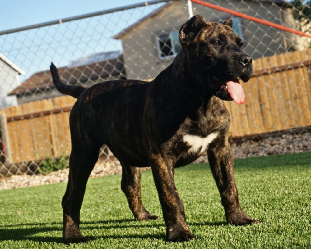 PRESA FARMS BONE COLLECTOR 1