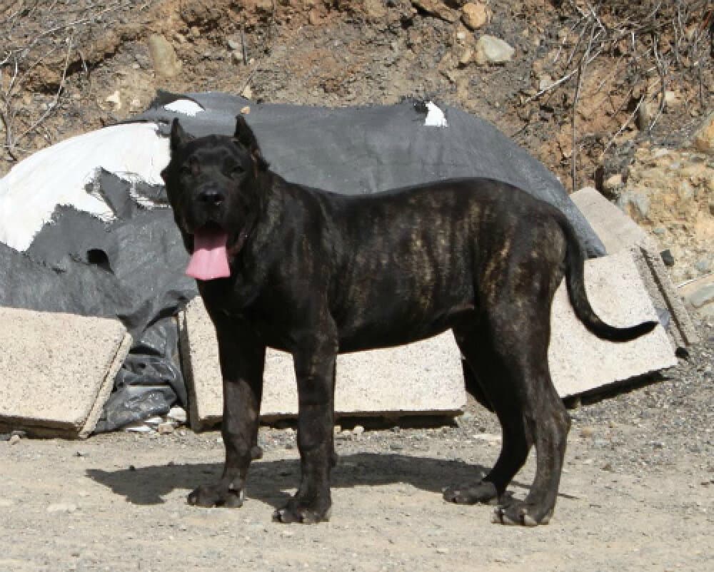 PICON DE LA ISLA DE LOS VOLCANES 1