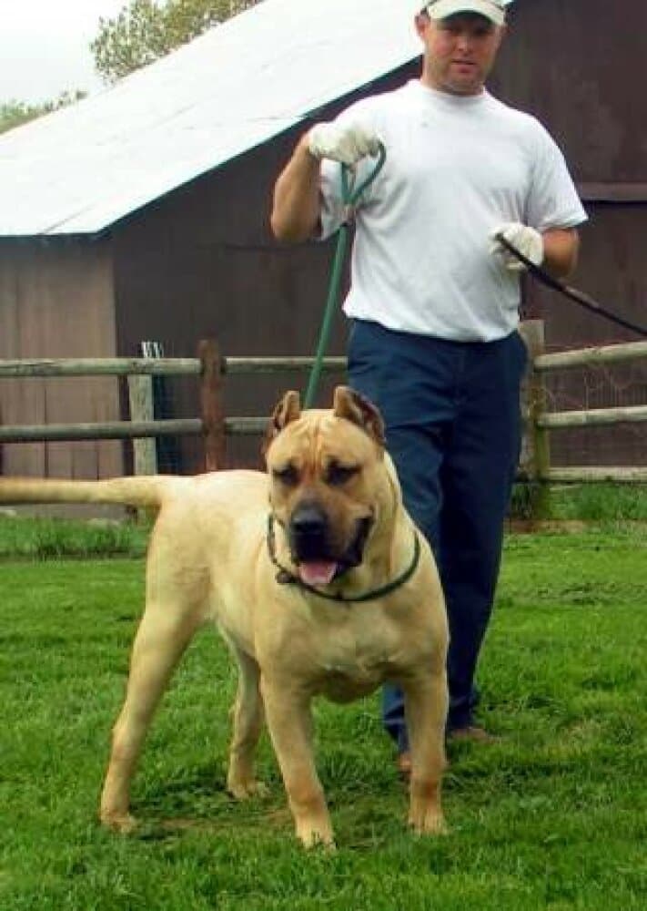 AKCM GOLDEN BOY 1