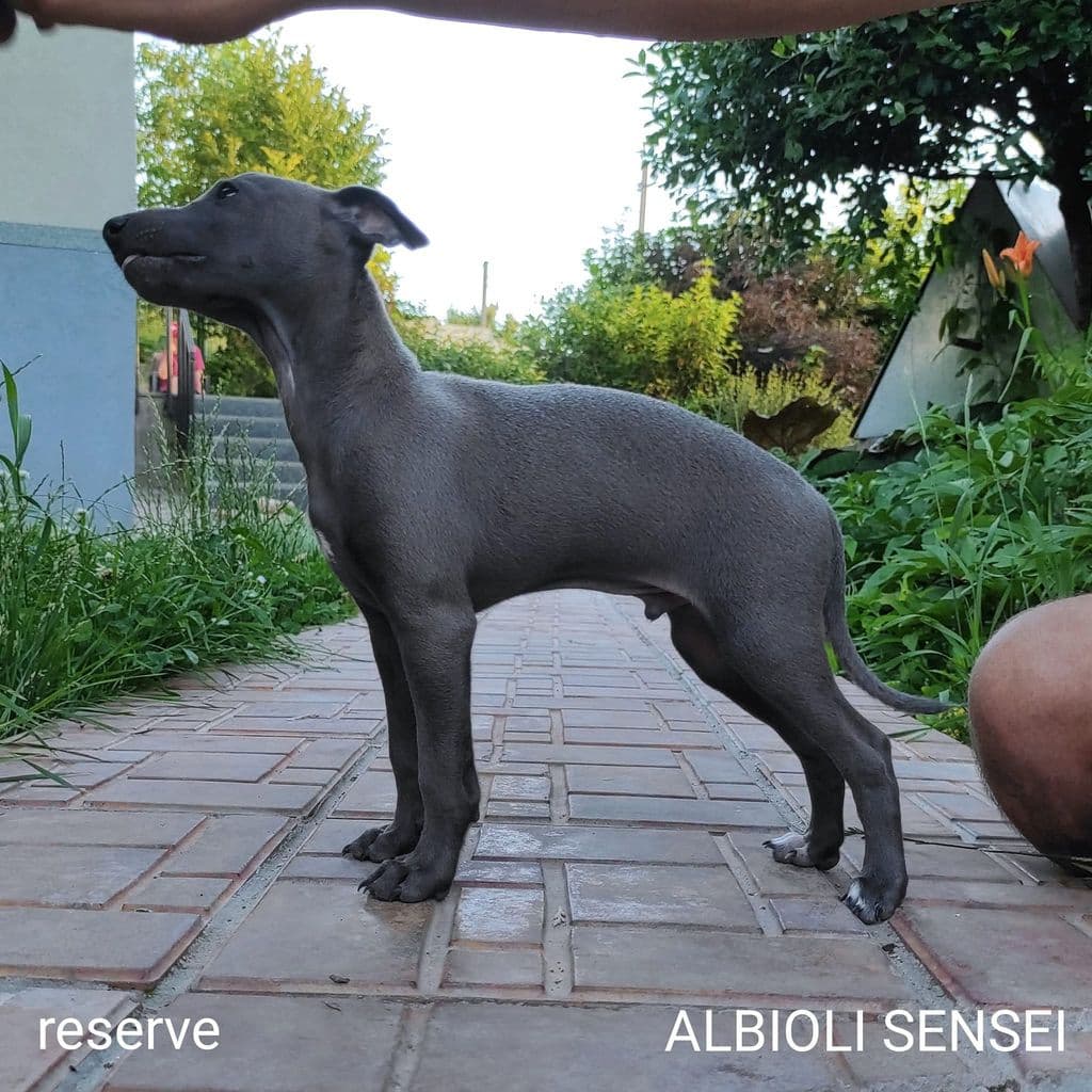 Albioli Sensei 1
