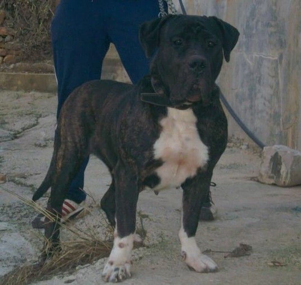 TARA DE IRON BULL 1