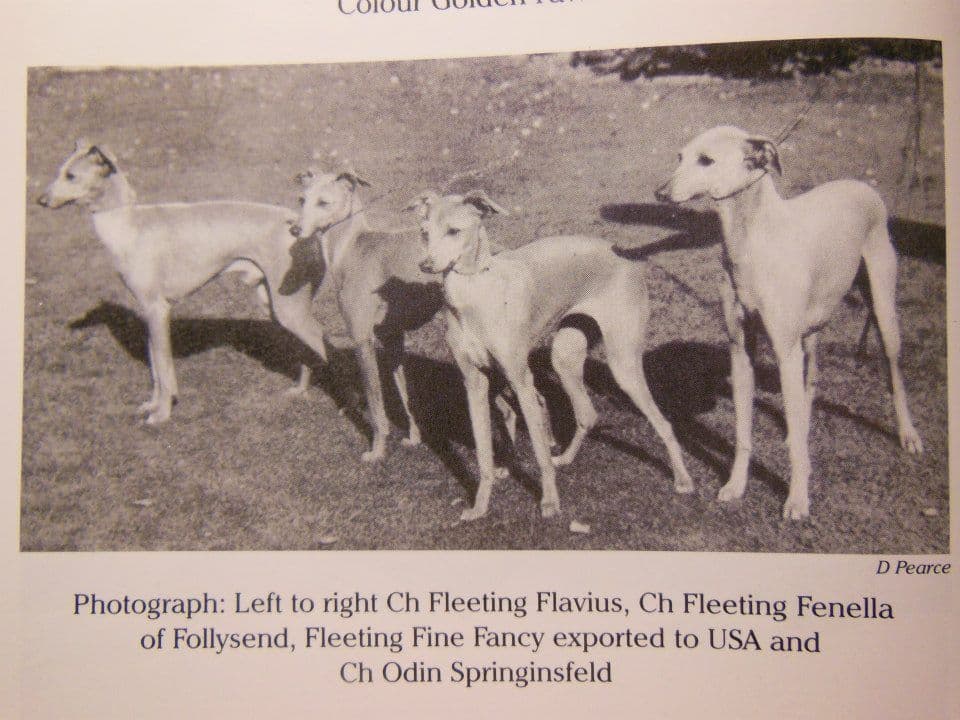 Fleeting Fine Fancy 1