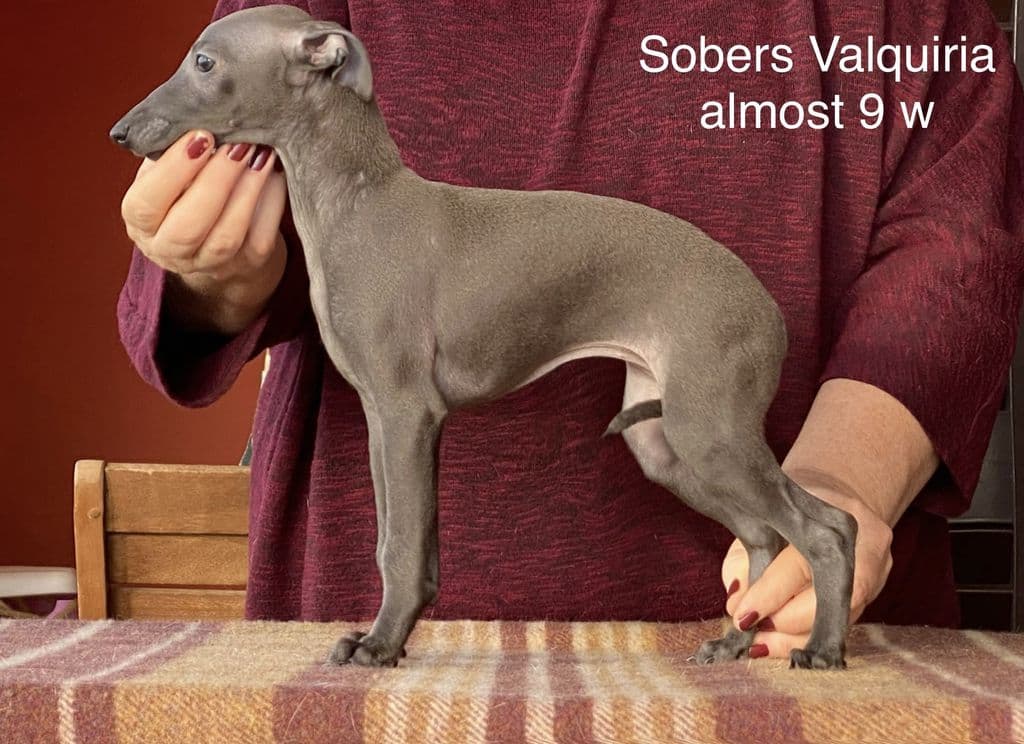 Sobers Valquiria 1