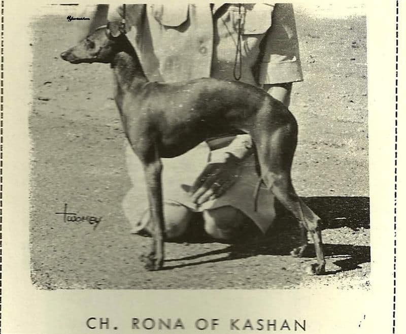 Rona Of Kashan 1
