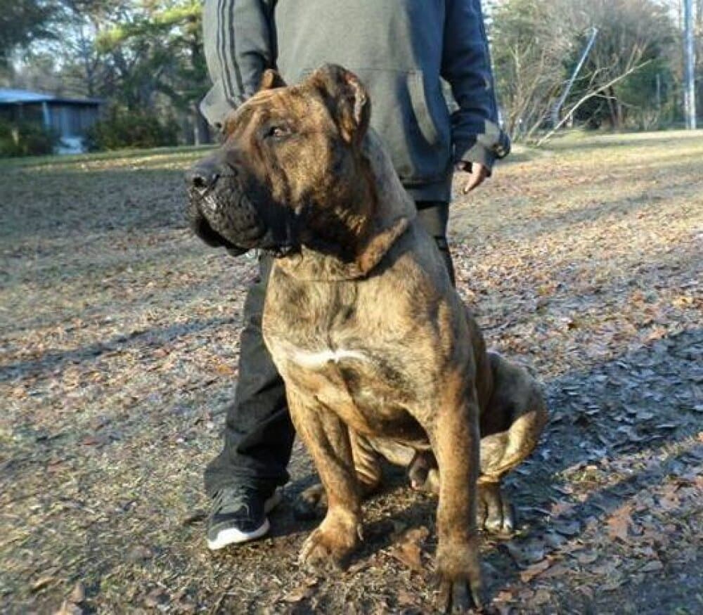 BRUNO DE AMERICAN BRED KENNEL 1
