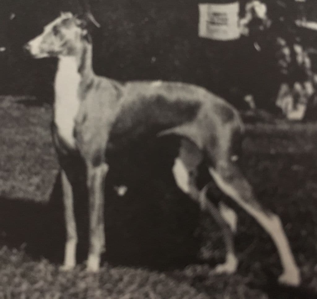 Pikop's Infashia's Image 1