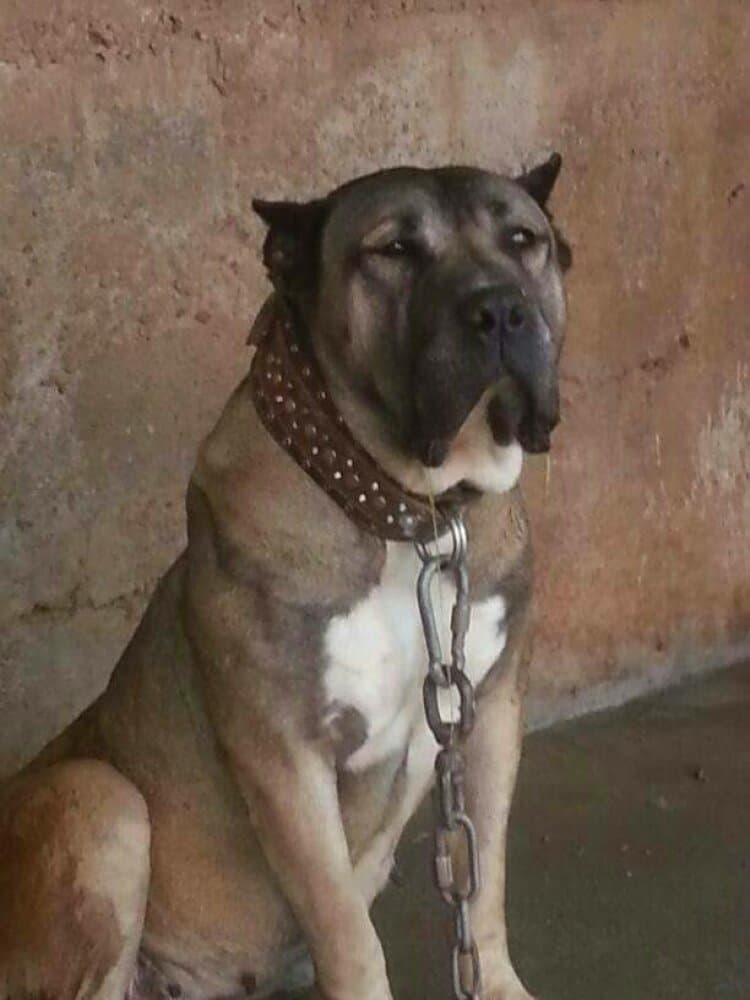 LUNA DE REGANADOS 1
