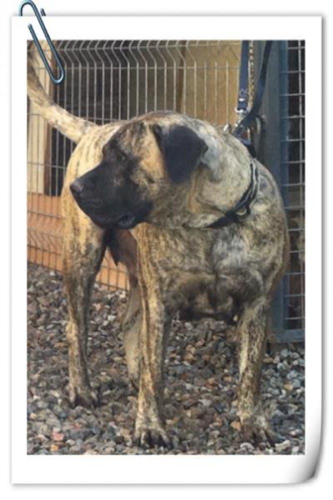 ELLESMERA BALUARTE DE LOS PERROS 1