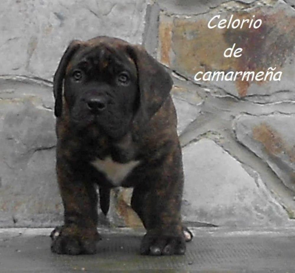 CELORIO DE CAMARMENA 1