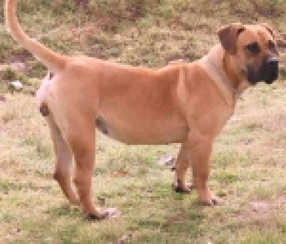 PEPA DE BARNACAN BULL 1