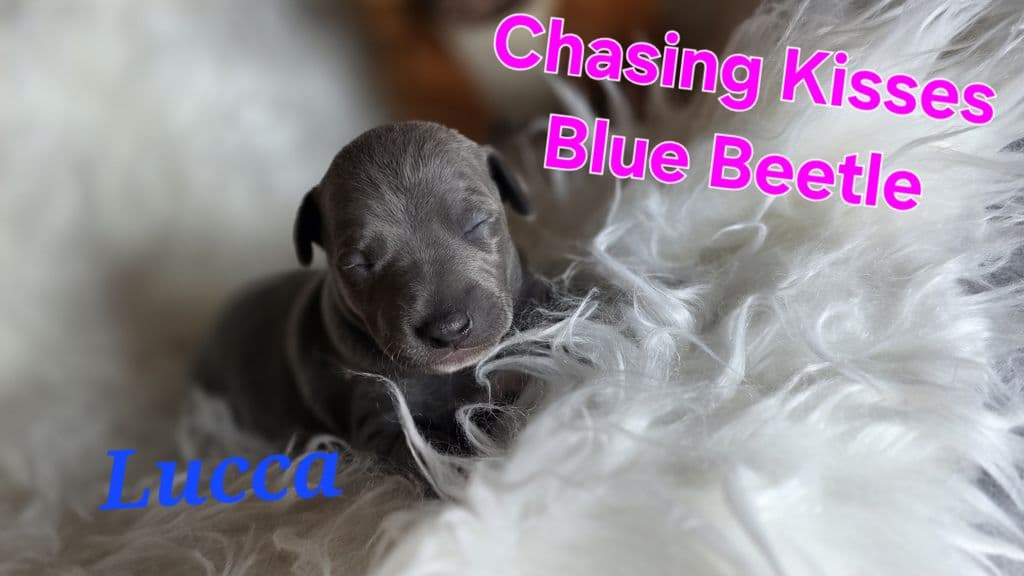 Chasing Kisses Blue Beetle 1