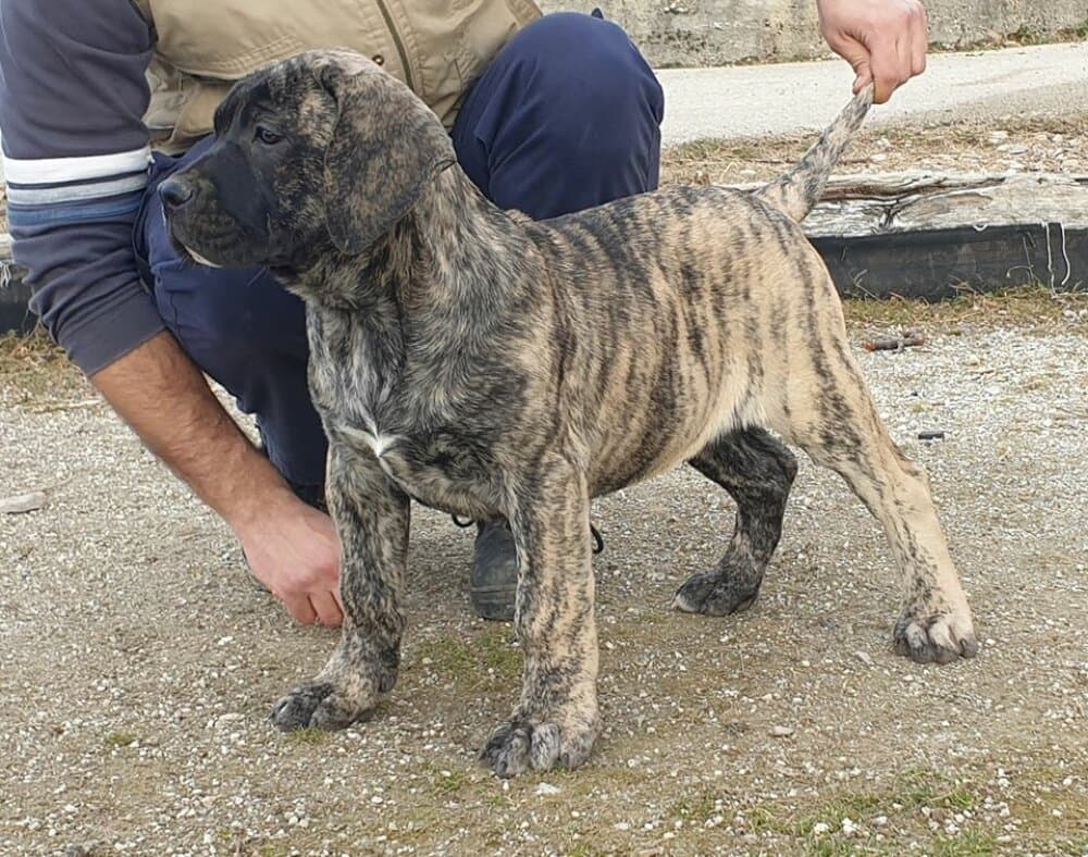 SIMBA EL AUTENTICO CANARIO 1