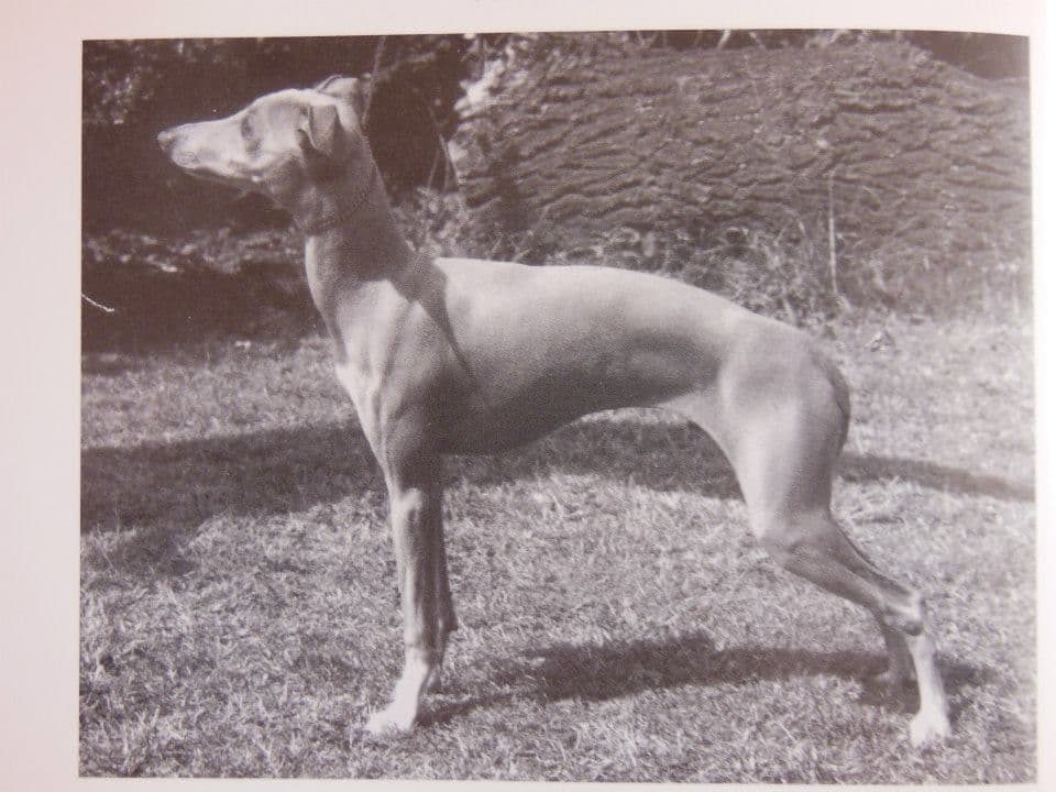 Berinshill Toby Tobias 1
