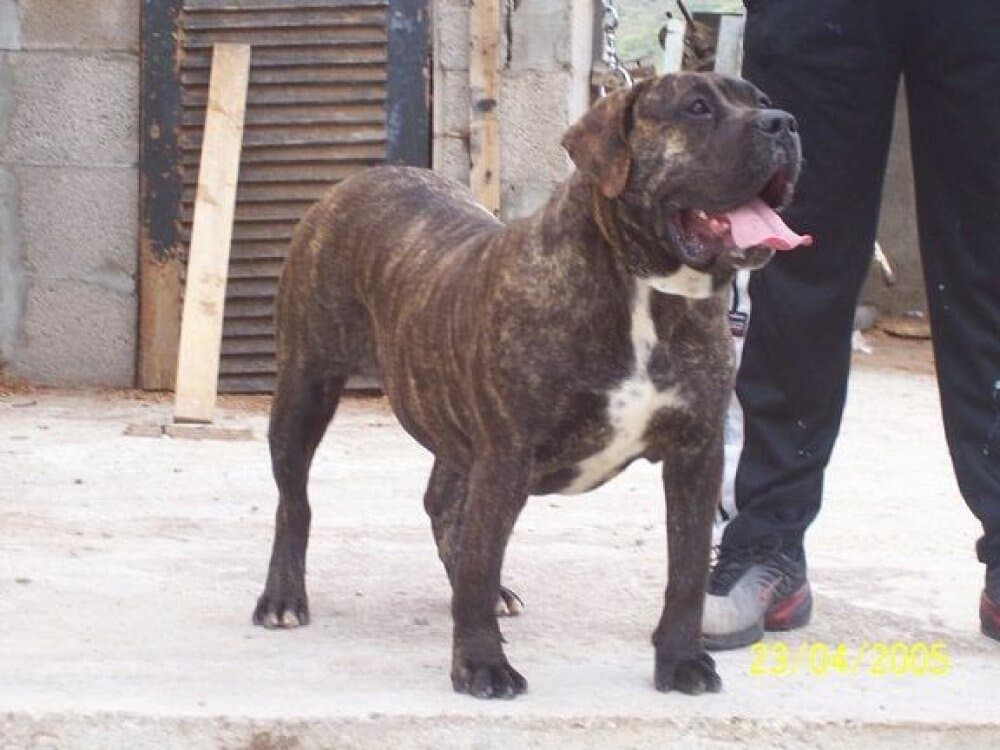 YACO SISTER DE SAN LORENZO 1