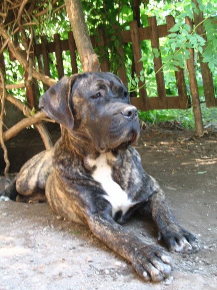 GUARDIA DE FUEGO CARLITA (LIA) 1