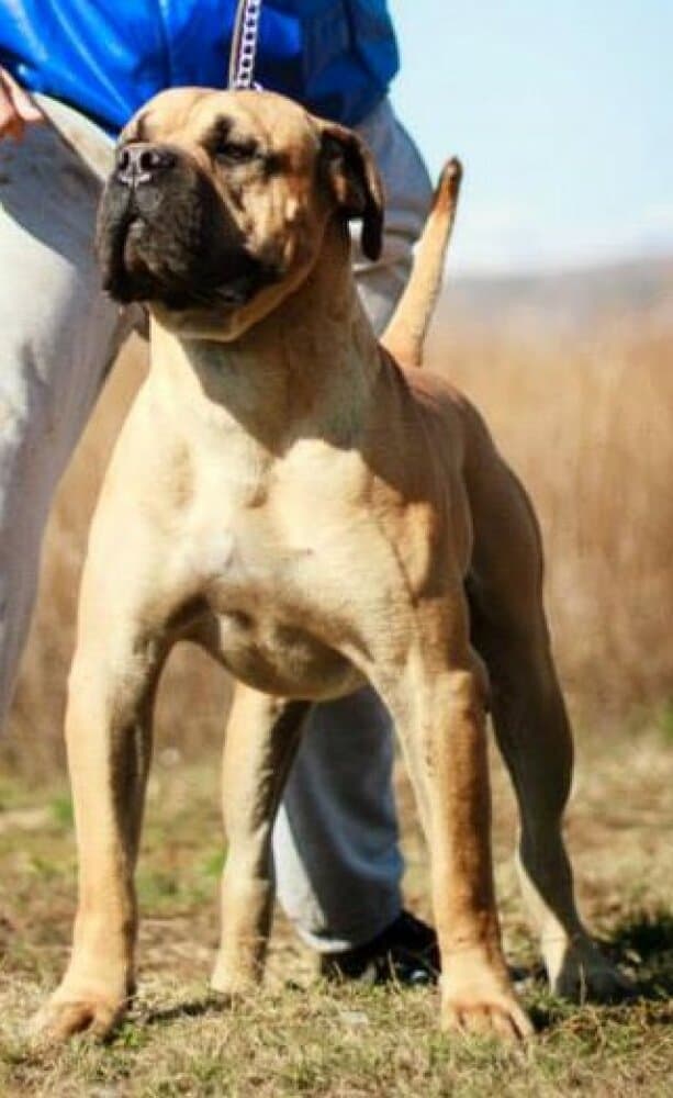 ARCAN DE BARNACAN BULL 1